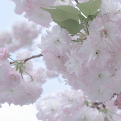 蔡甸FurryQQ群介绍